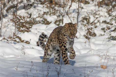 10 Fascinating Amur Leopard Facts Fact Animal