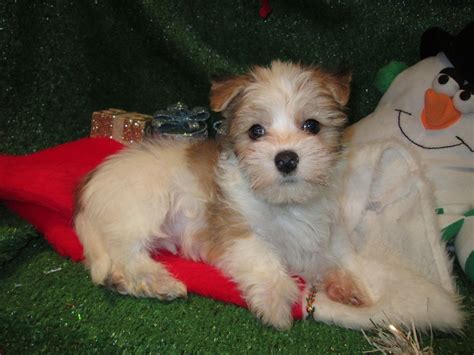 So let's say that you give the puppy shots at eight weeks and plan on giving your puppy shots again at twelve weeks. Malchi Puppies For Sale. Maltese X Chihuahua Designer ...