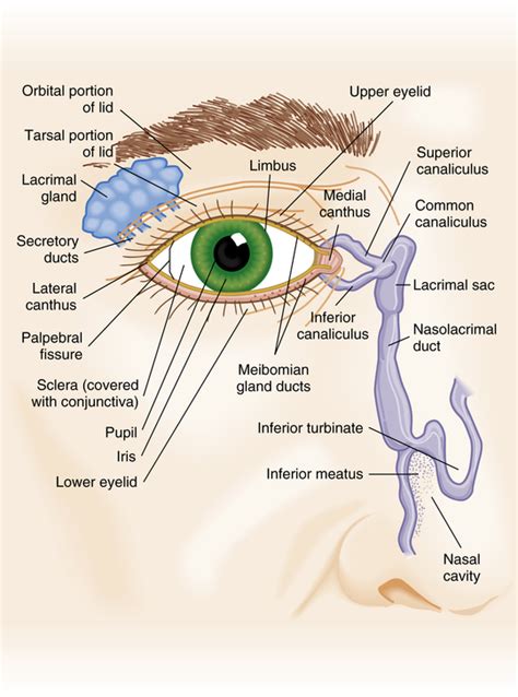 Anatomy Eyelid
