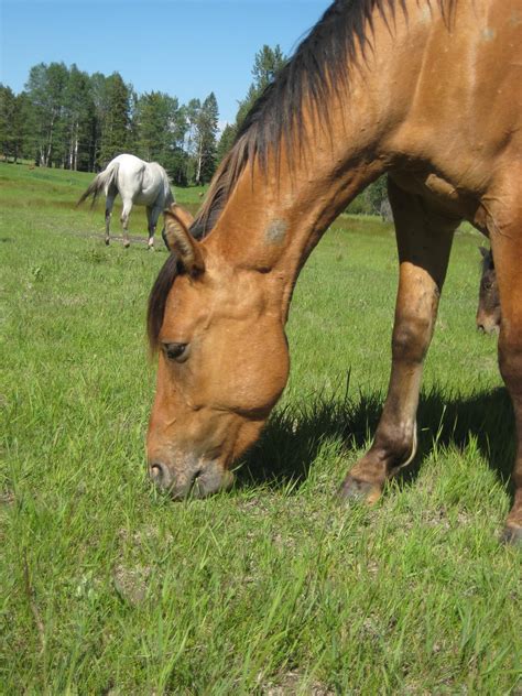 Pedigree for buckshot, photos and offspring from the all breed horse pedigree database. Buckshot: Beautiful Dun Appaloosa Gelding $2500 **SOLD**