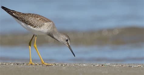 I'm less angry with you. Lesser Yellowlegs | Audubon Field Guide