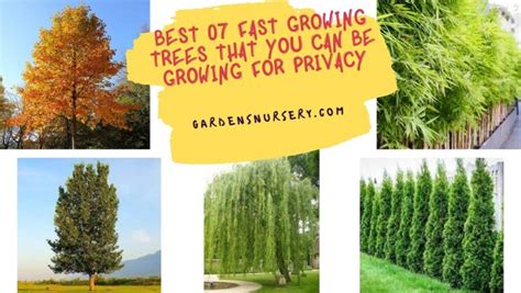Best 07 Fast Growing Trees That You Can Growing For Privacy Gardens Nursery