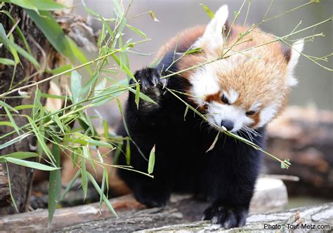 Photos Des Pandas Roux Du Parc Animalier Sainte Croix à Rhodes