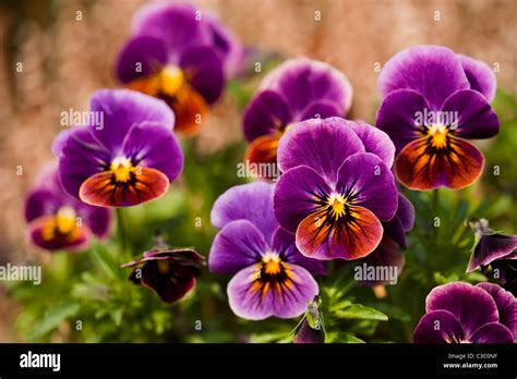 Viola F1 Antique Shades In Bloom Stock Photo Alamy