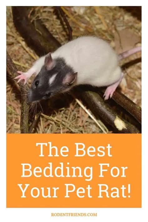 The Best Bedding For Your Pet Rat Safe And Cheap Rodent Friends