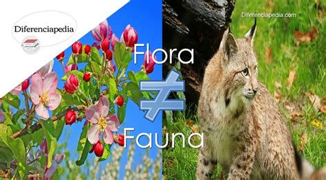 diferencia entre flora y fauna la web de las diferencias y las semejanzas