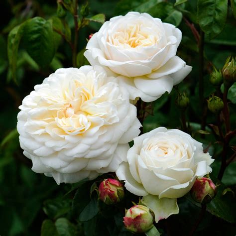 David Austin Roses White Flower Farm