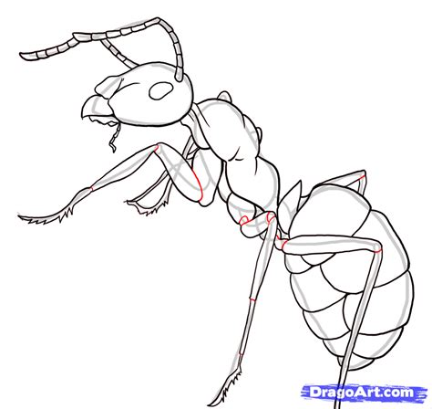 Simple Ant Body How To Draw Ants Step 21 Art Drawings Sketches Pencil