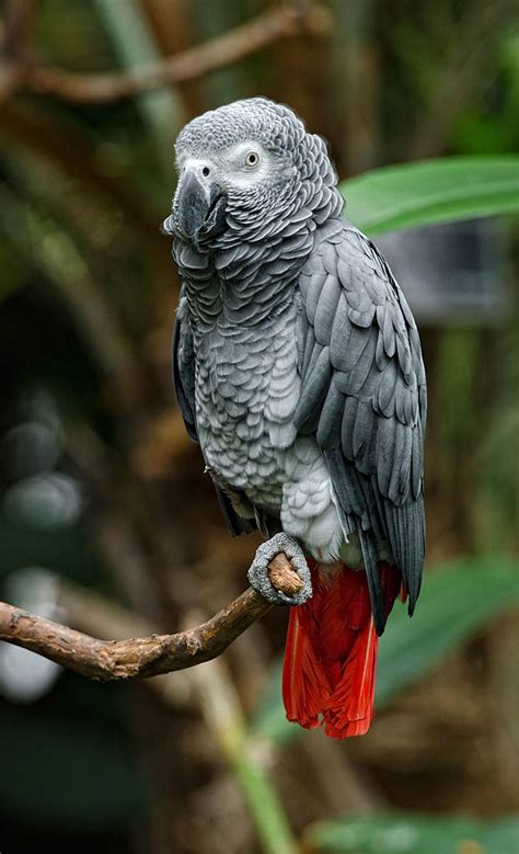 African Grey Parrot Psittacus Erithacus Rainforest Alliance