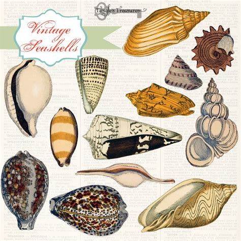 Vintage Sea Shell Illustrations ~ Illustrations ~ Creative Market