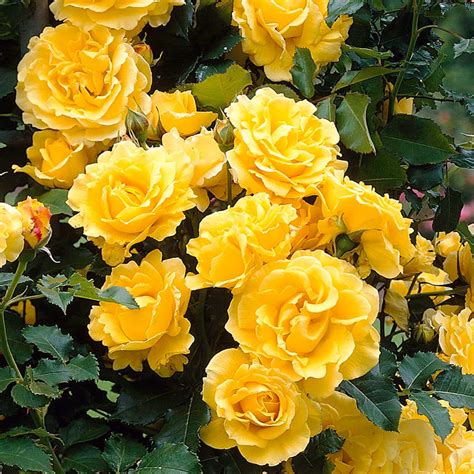 Buy Rose Climbing Goldens Showers J Parker Dutch Bulbs