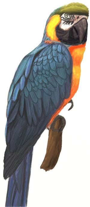 Start your bird sketch by noting the posture of the bird or the angle at which it sits with a single line. How to Draw a Parrot - Draw Step by Step
