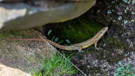 Darley Dale Wildlife Common Lizard Beeley Moor