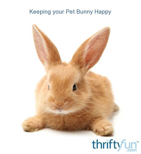 Keeping Your Pet Bunny Happy Thriftyfun