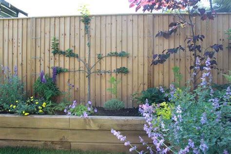 The Best Climbing Plants For Fencing Jacksons Fencing