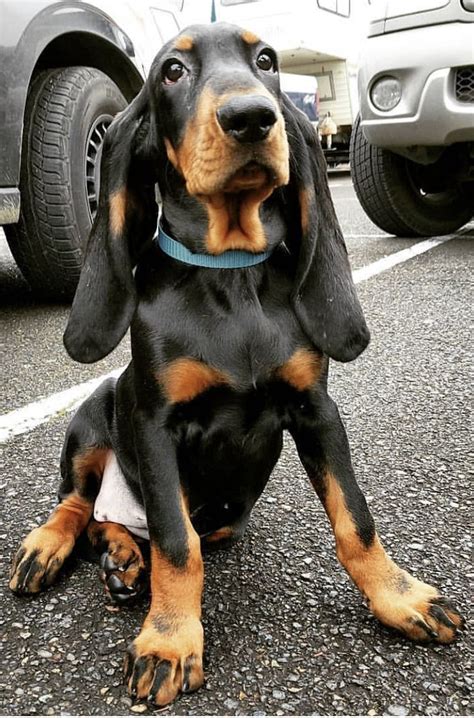 Pin By Becky Krichevsky On Black And Tan Coonhounds Coonhound Puppy