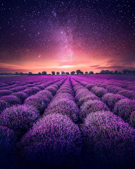 Lavender Farm Lavender Fields Starry Sky 4k 4k Wallpaper