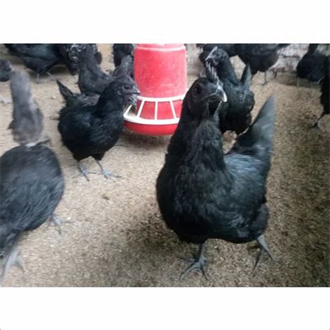 Kadaknath Black Chicken At Best Price In Durg Chhattisgarh Rm Group Of Sunrise Rooster Farm
