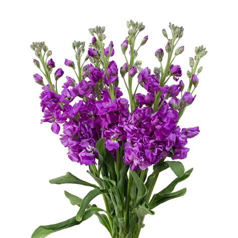 Stock Purple Sami Sacha Flowers