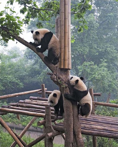 Panda Breeding Research Center Chengdu China China