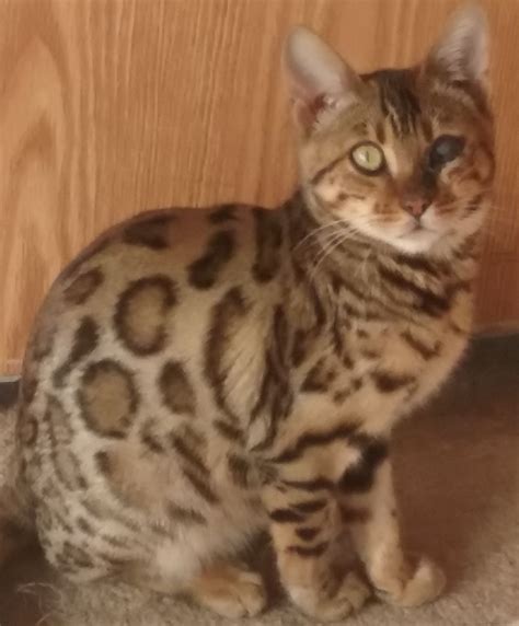 They need daily grooming and do not do well with dogs. Bengal Cats For Sale | Milaca, MN #285587 | Petzlover