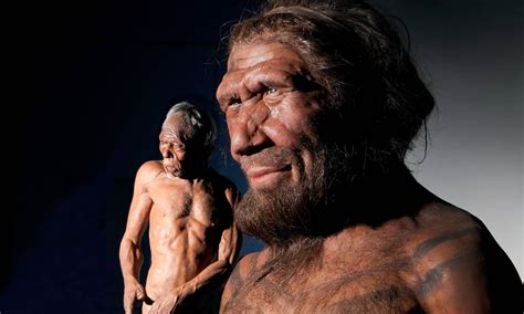 Cientistas Cultivam Mini C Rebros Usando Dna Neandertal