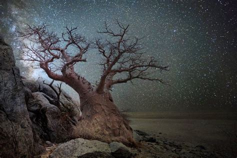 Best Photography Of Worlds Ancient Trees By Beth Moon