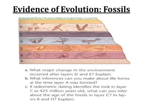 Ppt Structural Evidence Of Evolution Powerpoint Presentation Id3064155