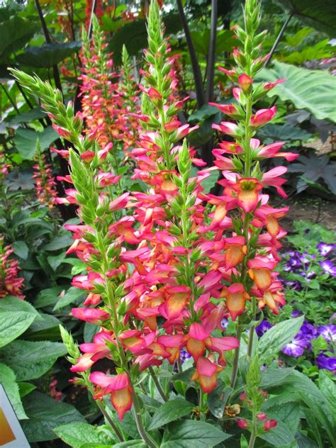 Foxglove is a european import with tall, bold blooms in many colors. 'Illumination Flame' Foxglove - Super Star