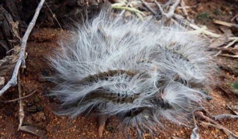 Hairy And Dangerous Australian Geographic