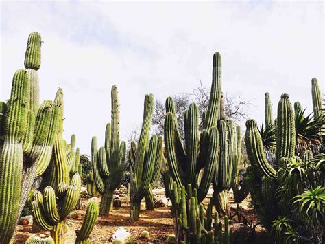 How To Plant A Saguaro Cactus