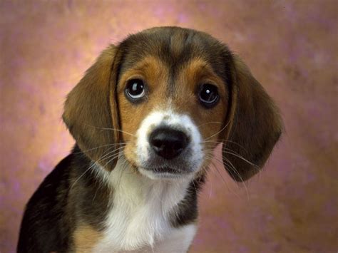 Pets Beagle