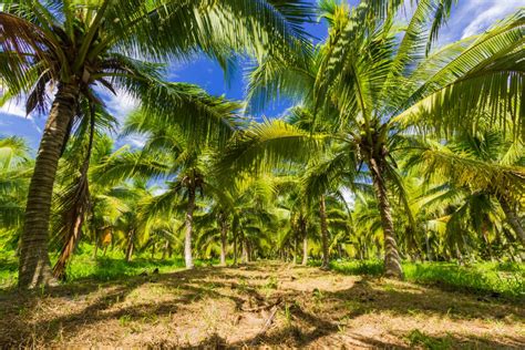 With smaller fronds, more dwarf coconut trees can be planted per hectare of land. 江南市场报告（06/26-07/02）：泰国椰青前景乐观 国产蓝莓价格亲民 | 国际果蔬报道