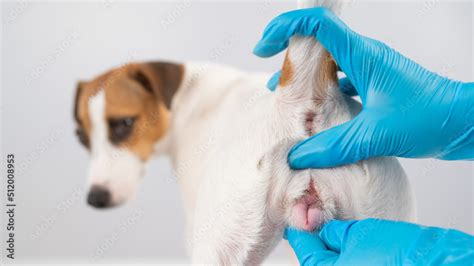 Veterinarian Doing An Examination Of The Genitals Of A Female Dog Jack