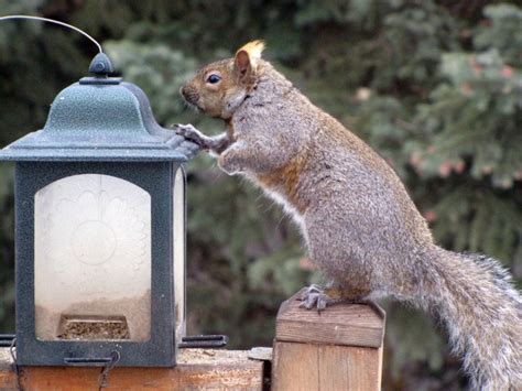 Nb squirrel & rodent paste bait is a rich mix of nut oils, meats (no peanuts) & seeds that squirrels find simply irresistible. Squirrel Saturday #6 - Bird Canada