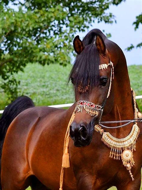 Pin Von خالد العبادي Khaled Alabbade Auf خيول رائعه Wonderful Horses
