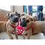 Bark & Co Puppy Adoption Event Photos  Business Insider
