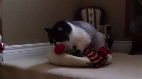 Cat Humps Stuffed Toy Youtube