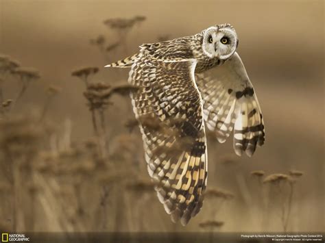 Las Mejores Fotografías De National Geographic Conciencia Eco