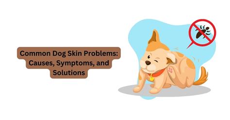 7 Common Dog Skin Problems Causes Symptoms And Solutions Waggle