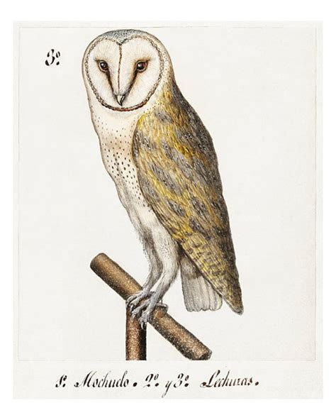 Vintage Owl Print Art Oil Painting Digital Download Vintage Etsy Uk