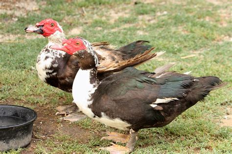 Muscovy Duck Pair Free Stock Photo Public Domain Pictures