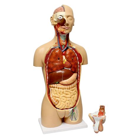 MonMed Human Torso Model Life Size Human Body Model Anatomy Doll With