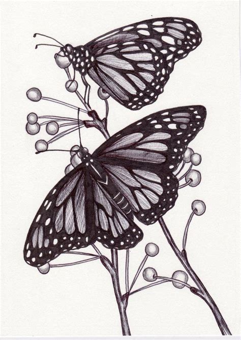 35 Butterfly Drawing Ideas Harunmudak