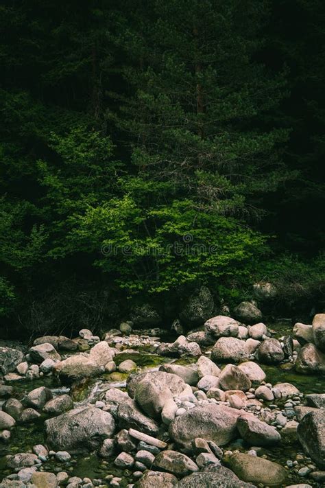 Pine Tree Forest River Flows Through The Rocks Beautiful Powerful