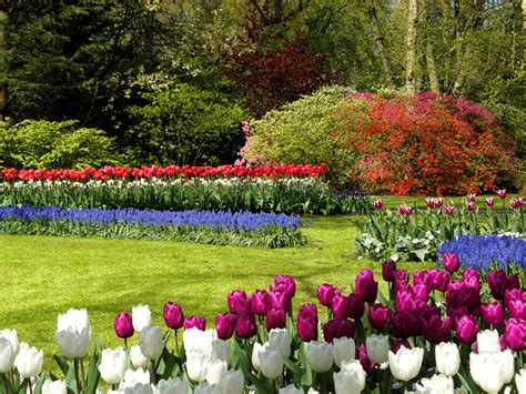 Fonds Decran Pays Bas Parc Tulipes Keukenhof Gazon Arbrisseau Nature