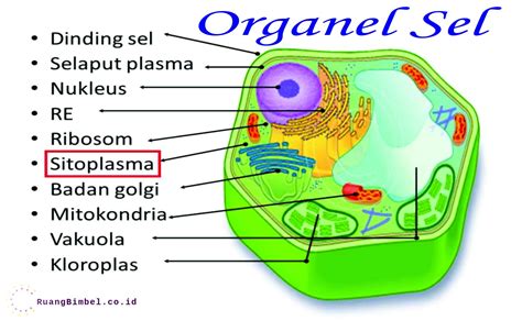 Struktur Dan Fungsi Organel Sel Dalam Bentuk Tabel Berbagi Bentuk