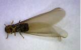 Termite Antennae Pictures