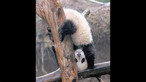 Sweet Pea Panda Handstand Youtube