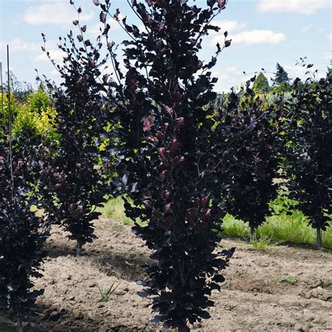 Fagus Sylvatica Dawyck Purple Buy Purple Upright Beech Tree
